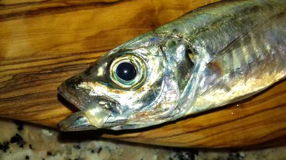 Image of Atlantic Horse Mackerel