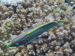 Image of Klunzinger's wrasse