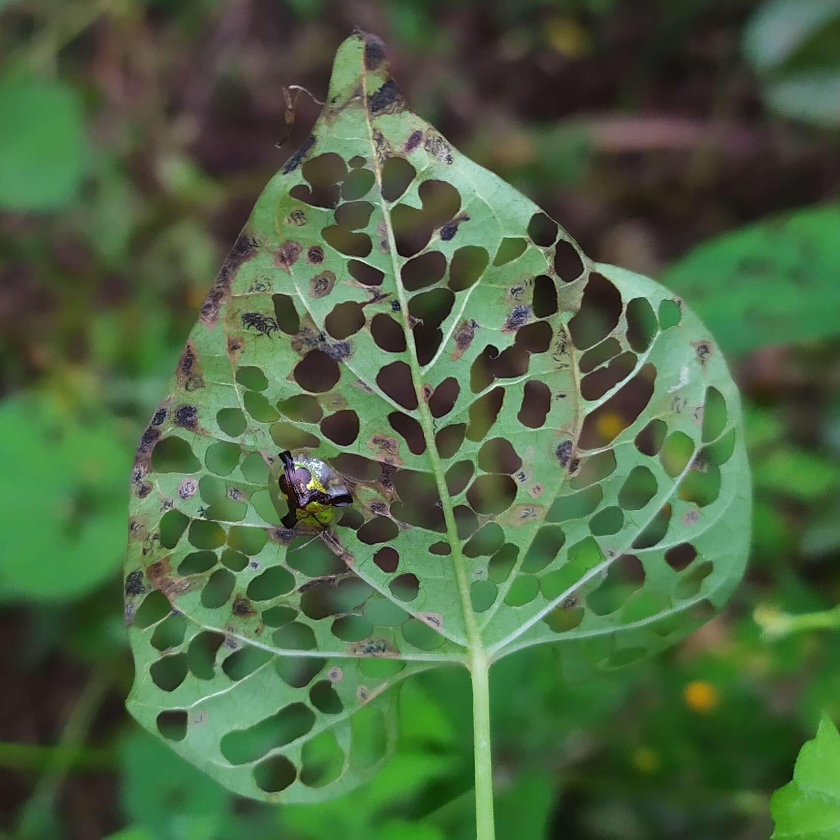 Слика од Deloyala cruciata (Linnaeus 1758)