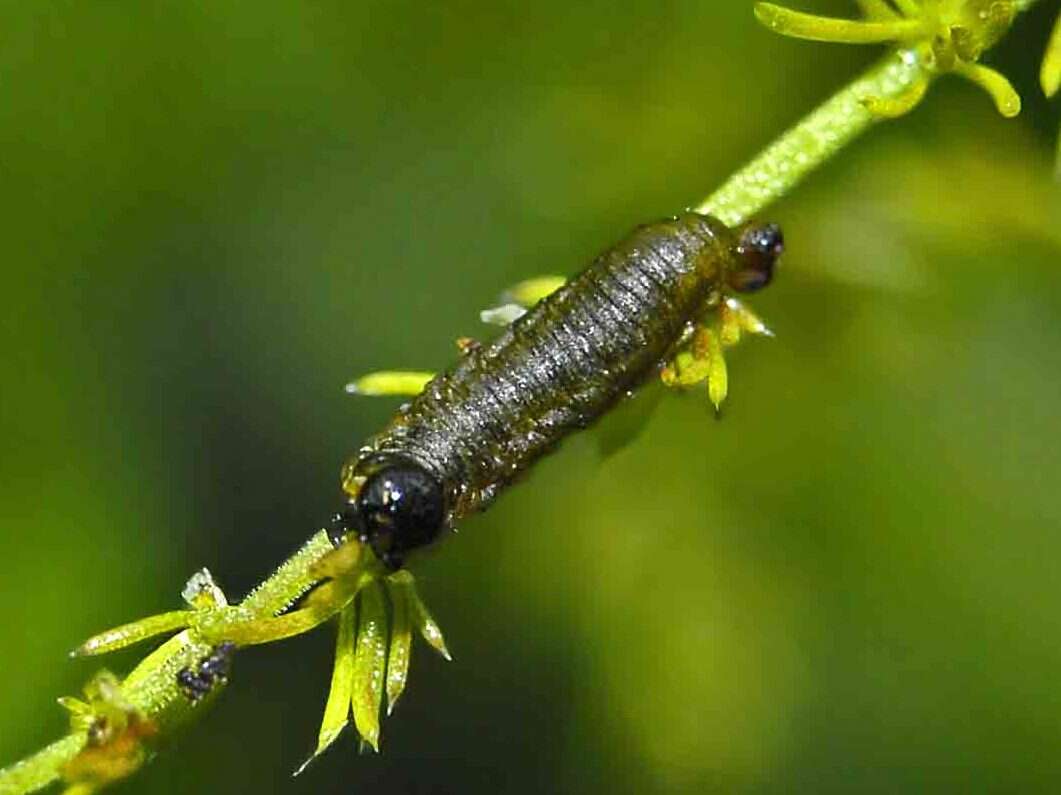 Image of Common asparagus beetle