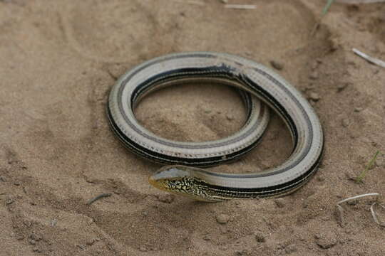 Image of Glass Lizards