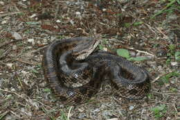 Image of Prairie Kingsnake