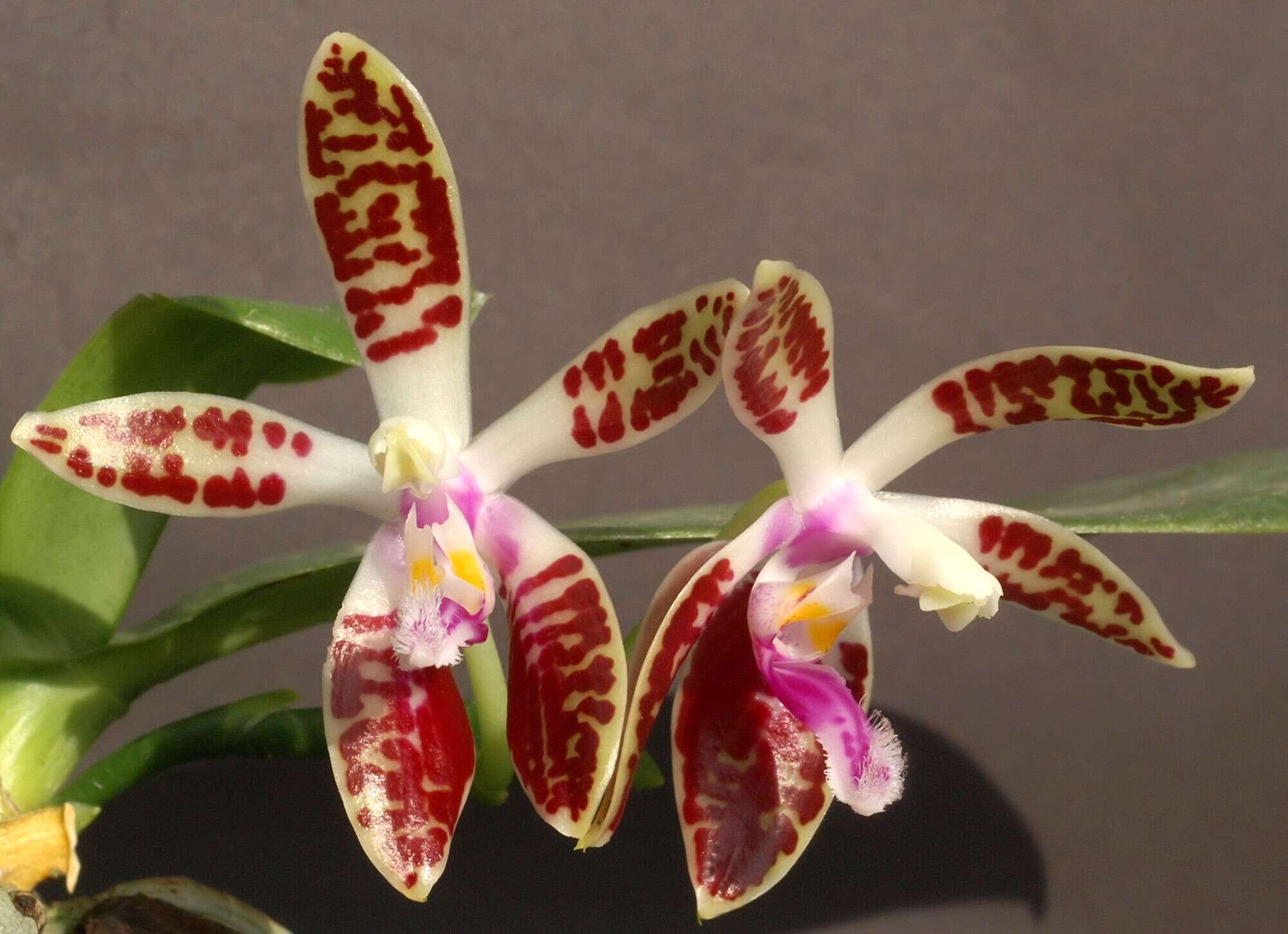 Image of Phalaenopsis corningiana Rchb. fil.