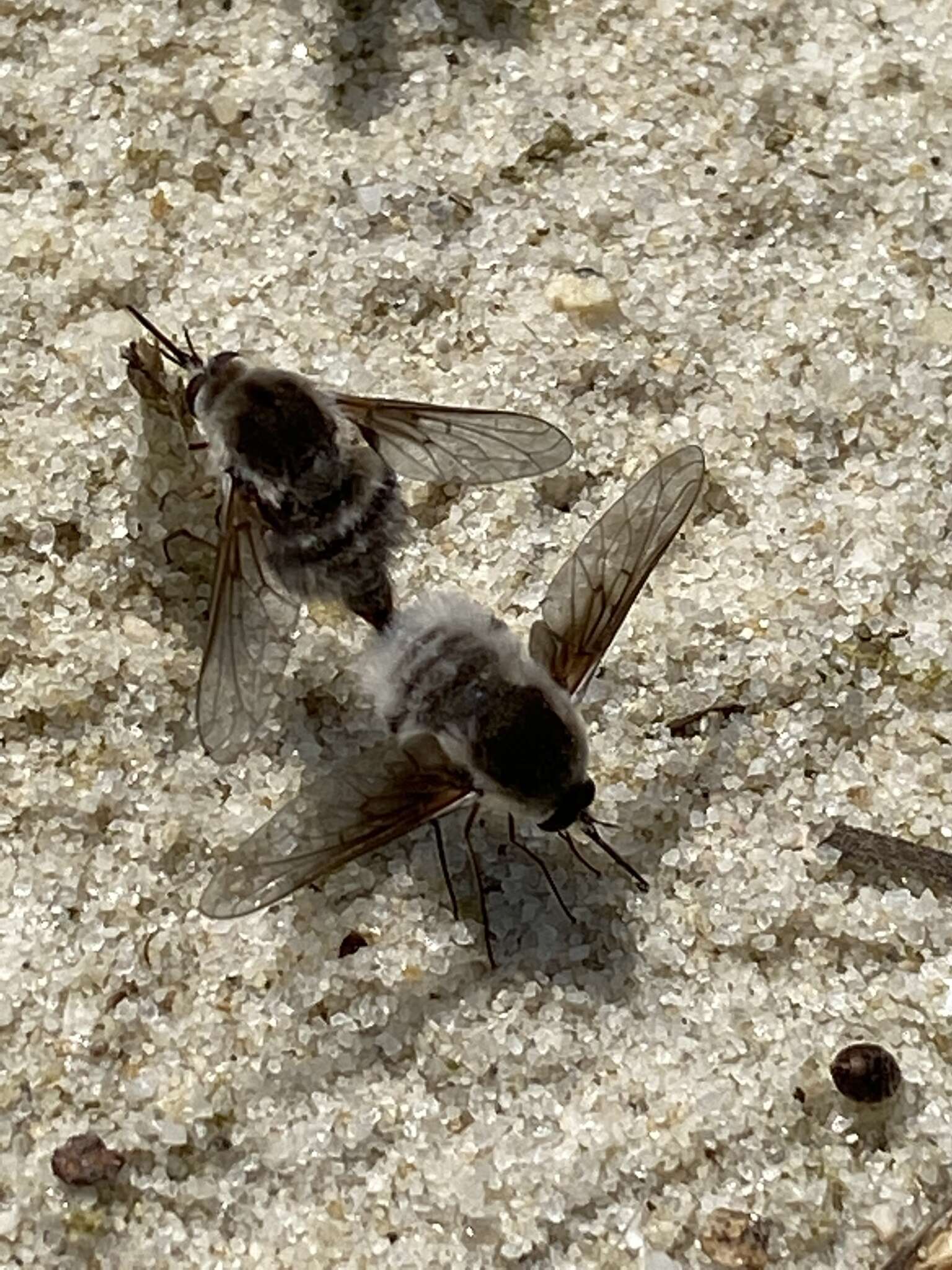 Image of Bombylius incanus Johnson 1907