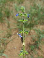 Image of sawtooth sage