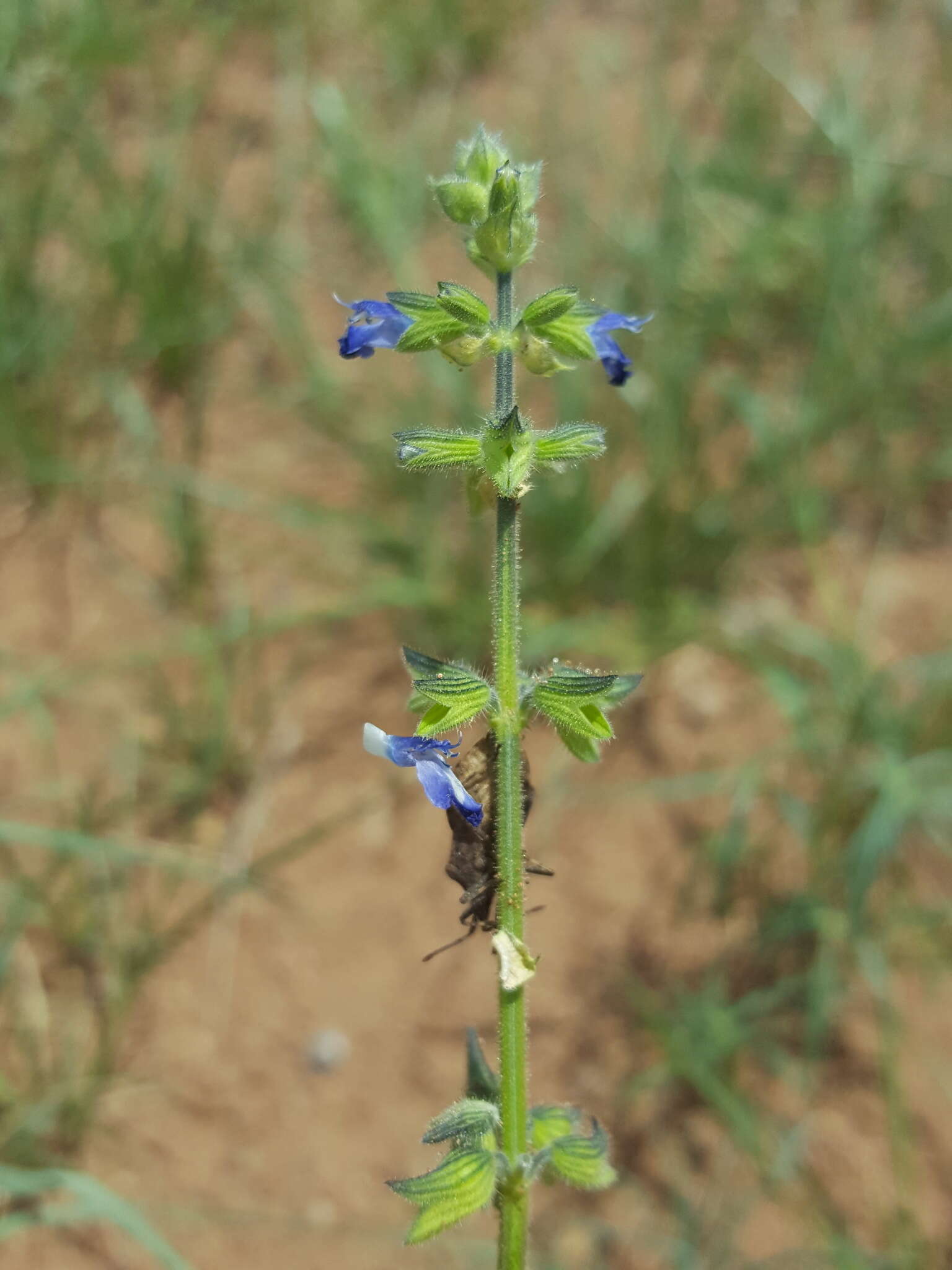 Слика од Salvia subincisa Benth.