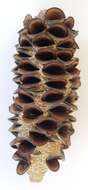 Imagem de Banksia integrifolia L. fil.