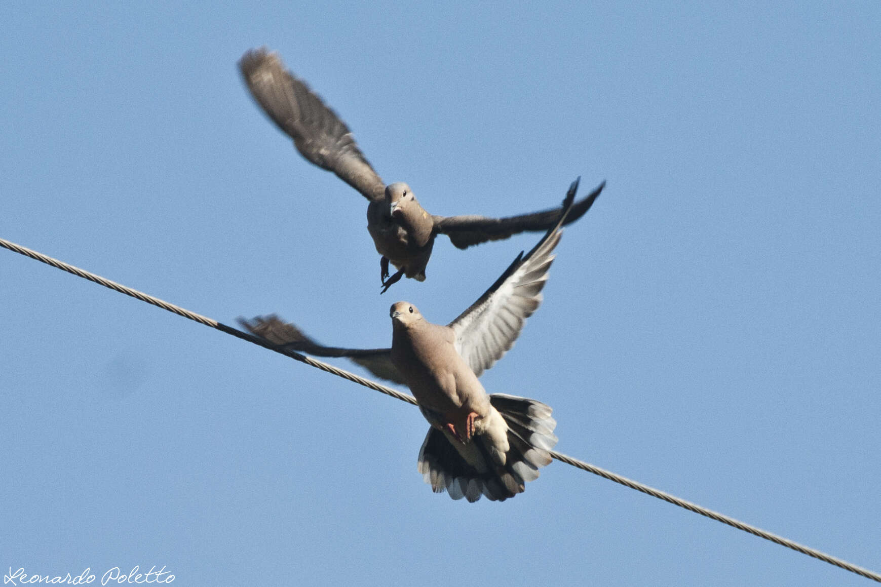 Image of Eared Dove