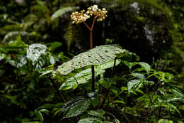 Image of Begonia sychnantha L. B. Sm. & Wassh.