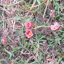 Image of bracted fanpetals