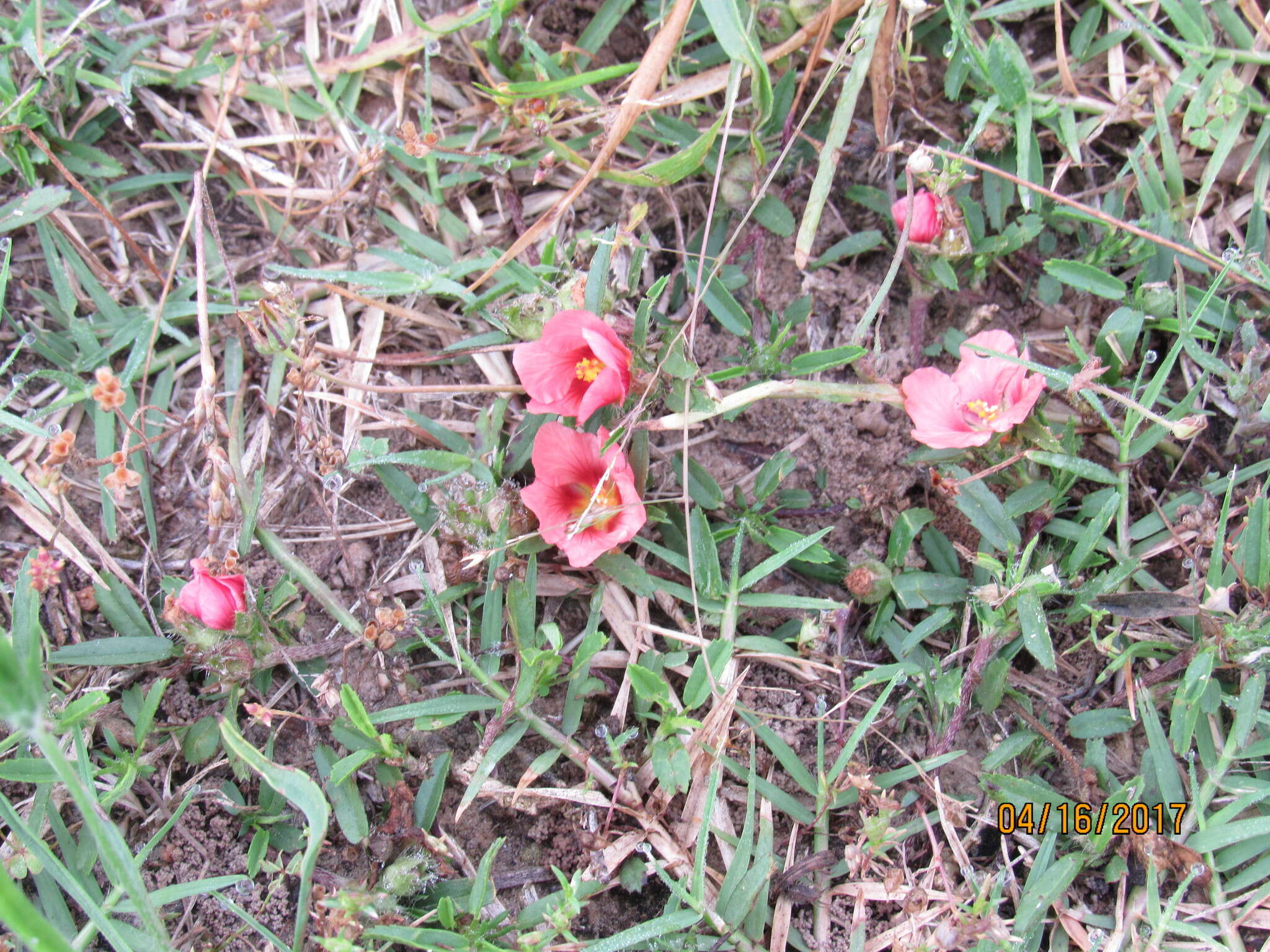 Image of bracted fanpetals