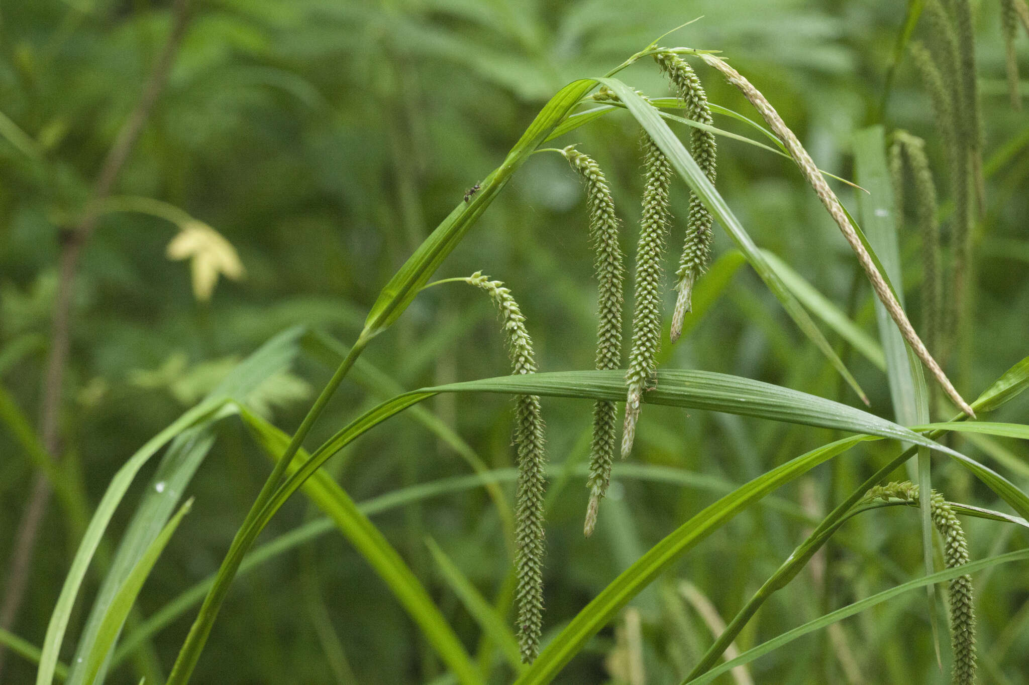 Carex jaluensis Kom. resmi