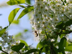 Image of Bird Cherry