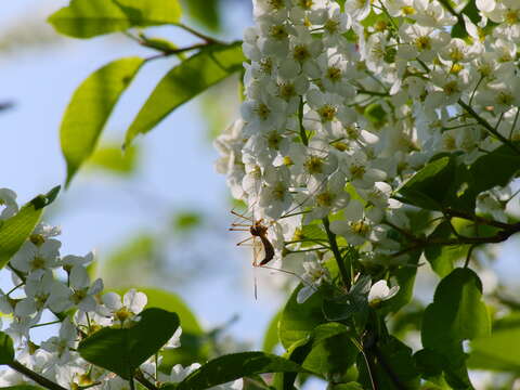 Image of Bird Cherry