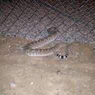 Image of Western Diamond-backed Rattlesnake