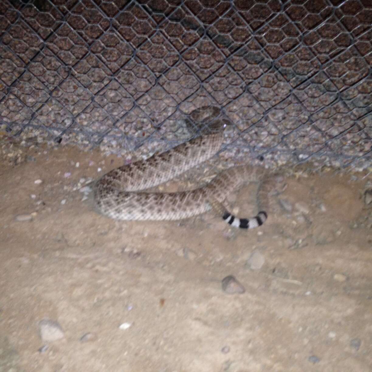 Image of Western Diamond-backed Rattlesnake