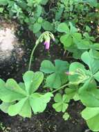 Image of Four-leaved Sorrel