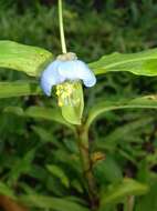 Image of Commelina obliqua Vahl