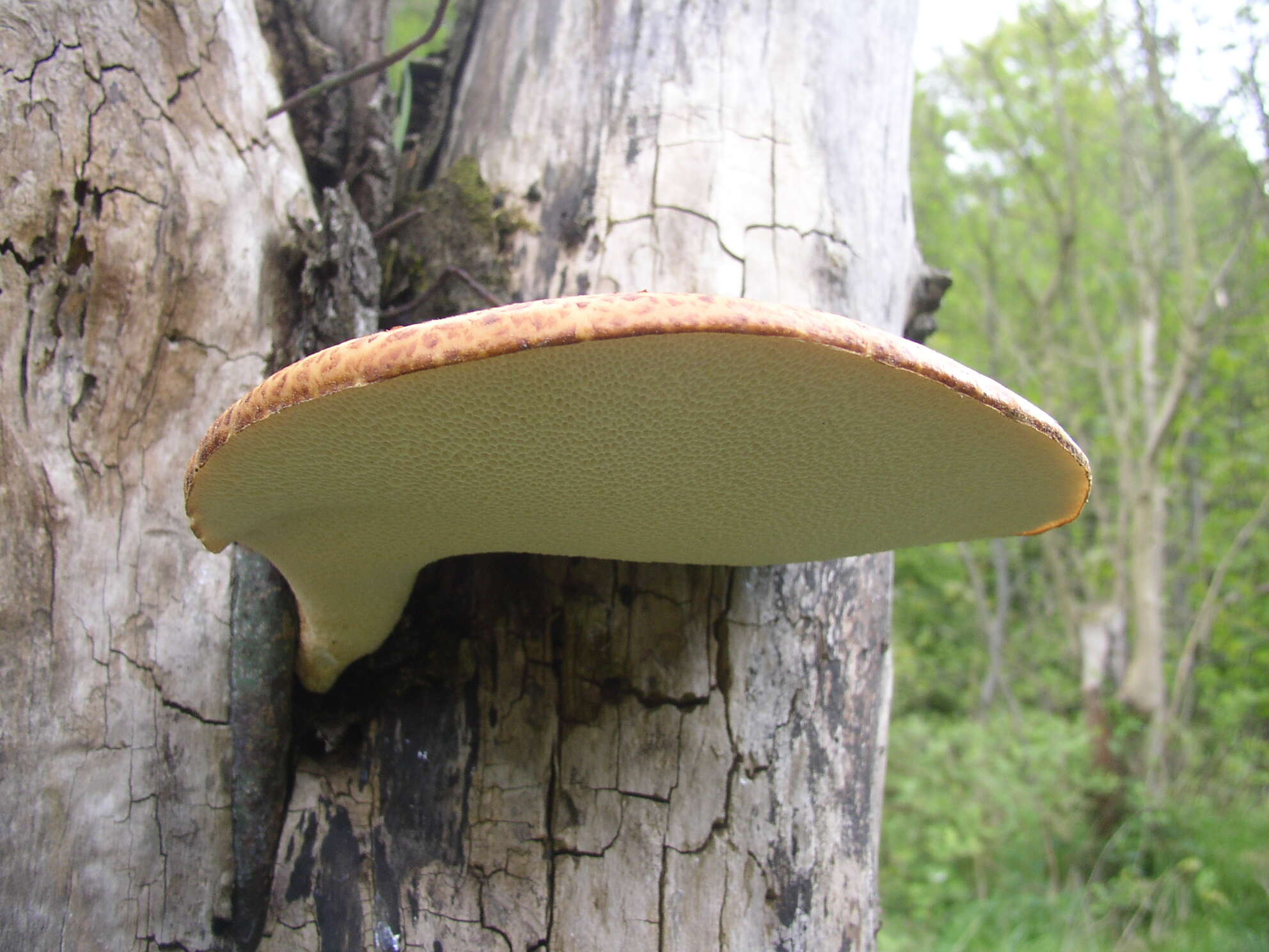 Image of dryad's saddle