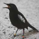 Image of Seychelles magpie-robin