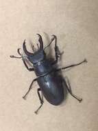 Image of Stag beetle