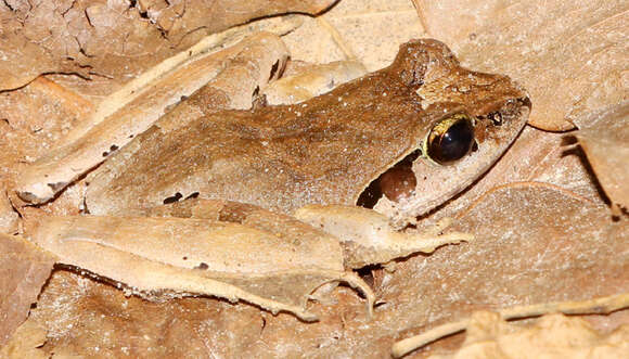 Image of Aglyptodactylus chorus Köhler, Glaw, Pabijan & Vences 2015