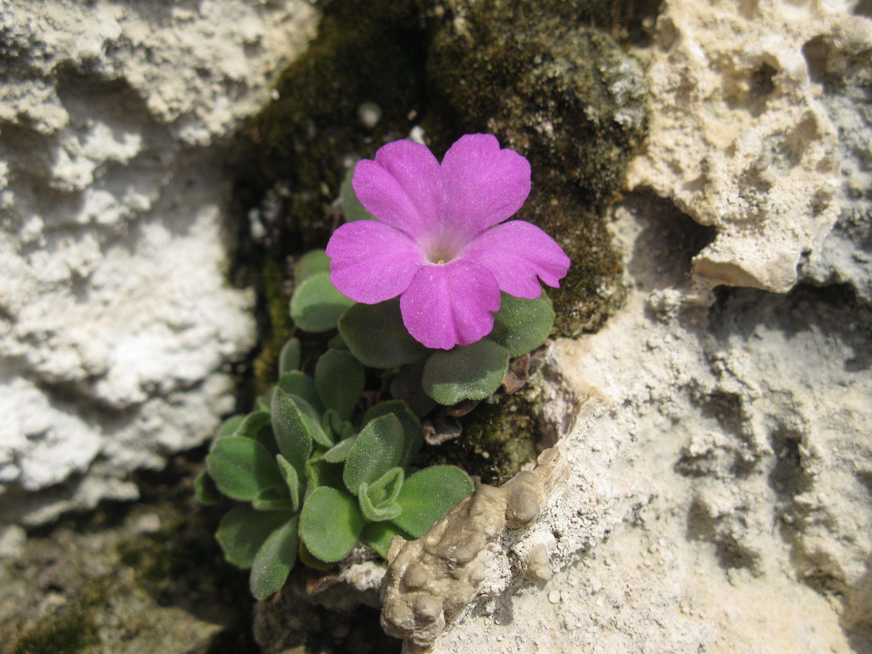 Image of Primula allionii Loisel.