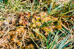 Image of Common Sundew