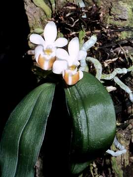 Image of Phalaenopsis lobbii (Rchb. fil.) H. R. Sweet