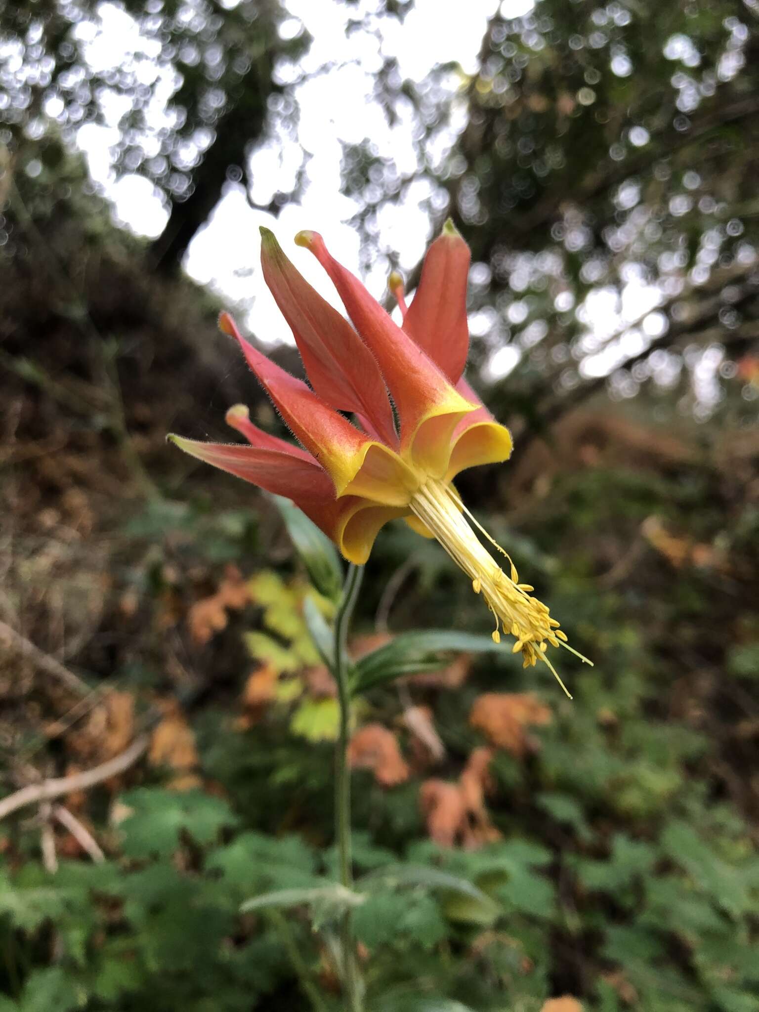 Aquilegia eximia Van Houtte ex Planch.的圖片