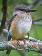 Image of Chestnut-bellied Kingfisher