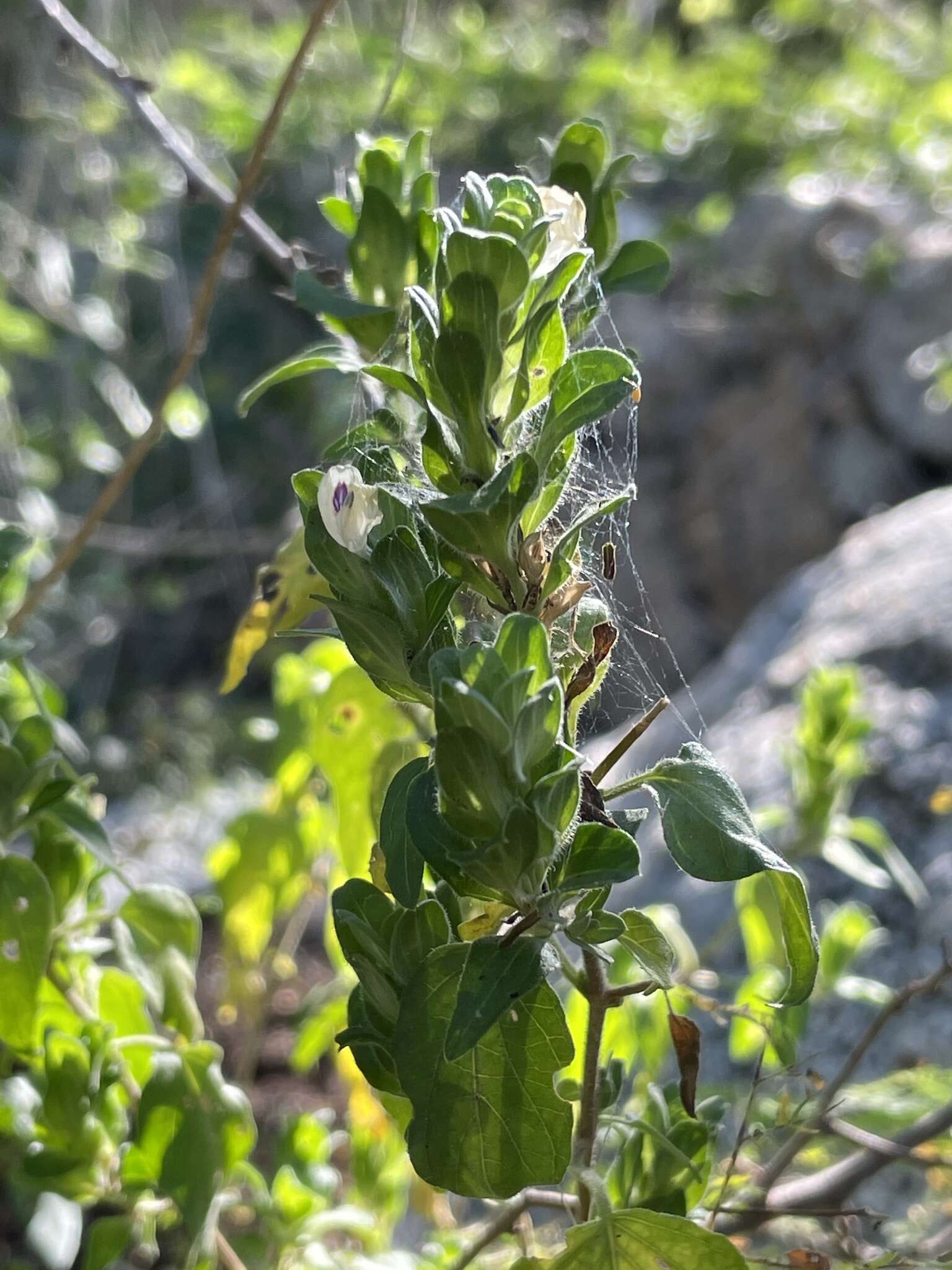 Tetramerium fruticosum Brandegee resmi