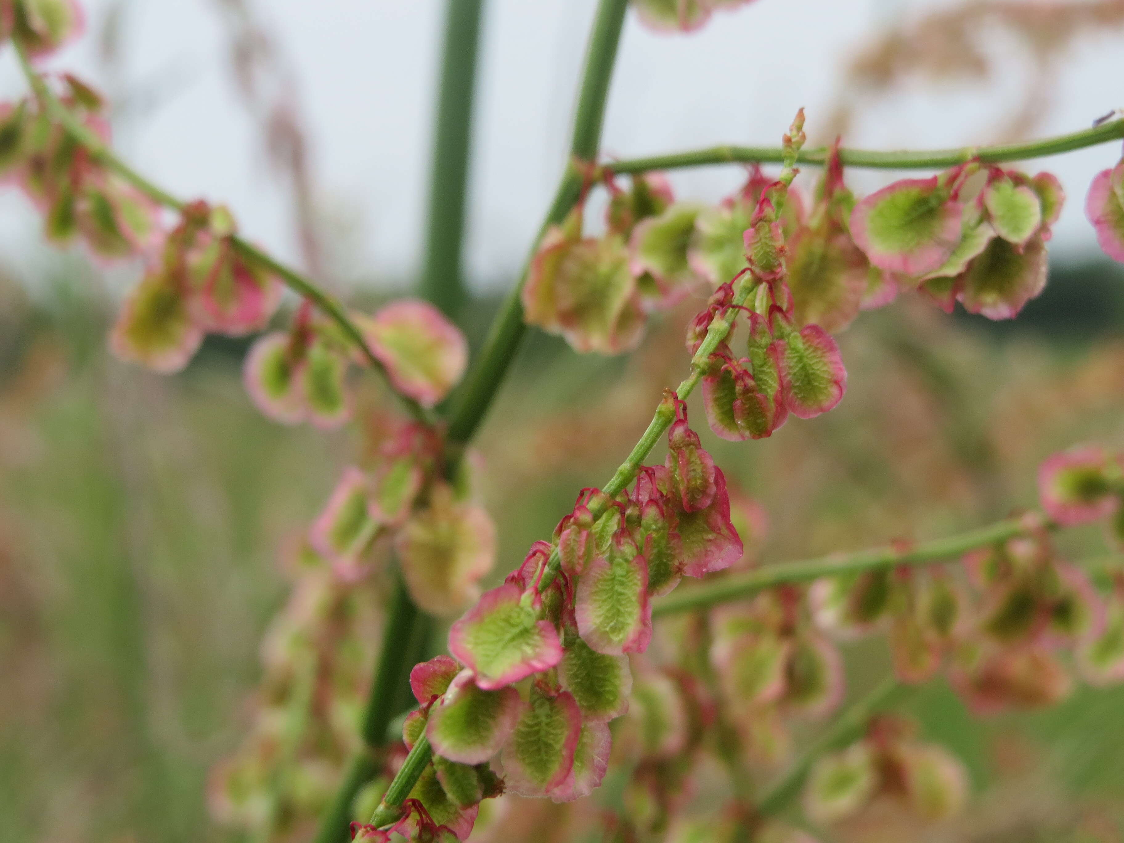 Image of Common Sorrel