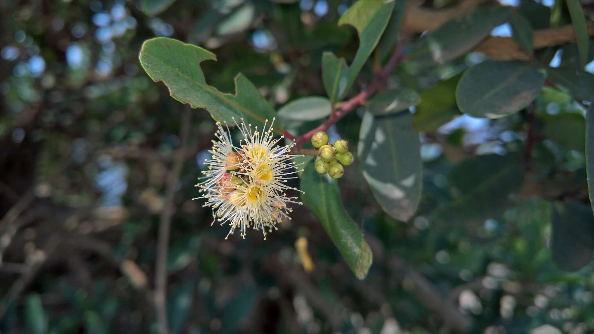 Image de Syzygium thorelii (Gagnep.) Merr. & Perry