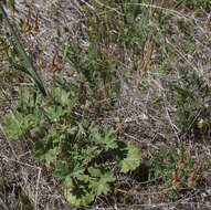 Imagem de Erodium macrophyllum Hook. & Arn.