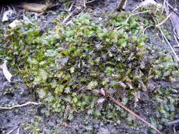 Image of fissidens moss