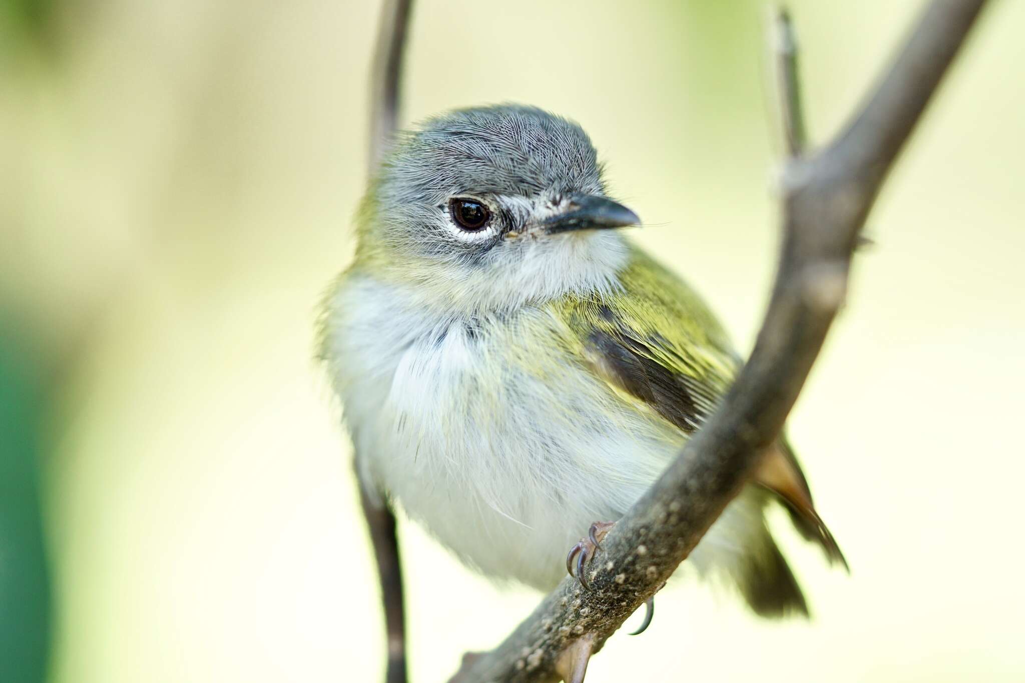 Image of Short-tailed Pygmy Tyrant