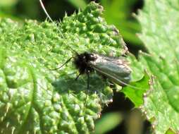 Image of Adela reaumurella