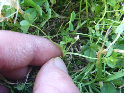 Sivun Trifolium ornithopodioides (L.) Sm. kuva