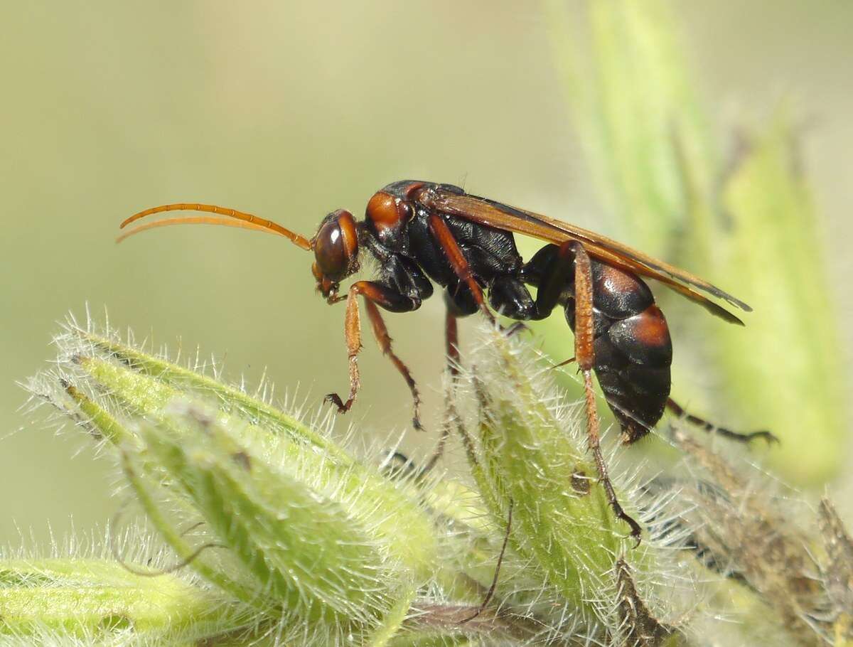 Слика од Cryptocheilus rubellus (Eversmann 1846)