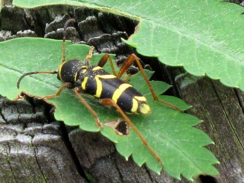 Image of Wasp beetle