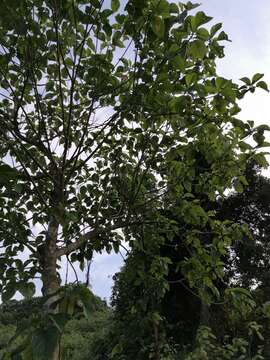 Image of Laping Budak