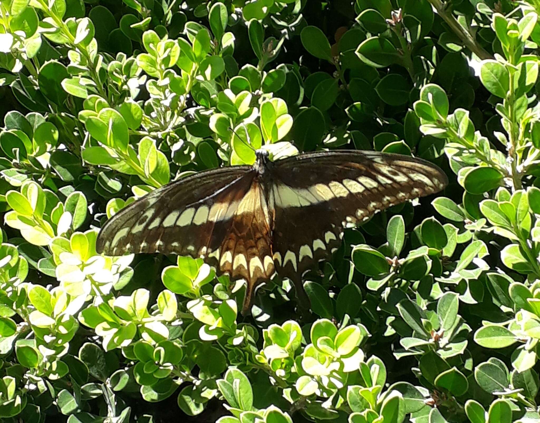 Image of Ornythion Swallowtail