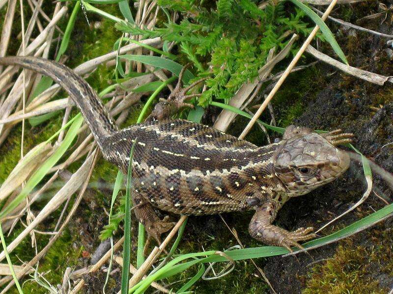 Image of Sand Lizard