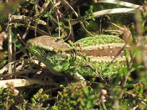 Image of Sand Lizard