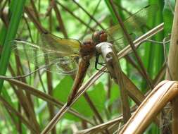 Image of Blue Chaser