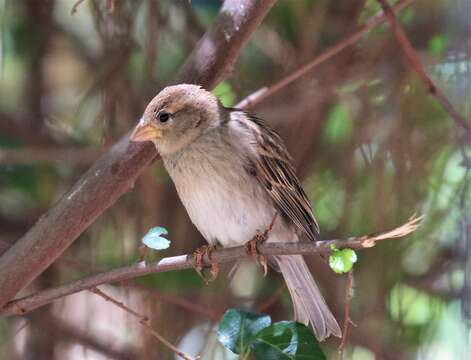 Passer hispaniolensis hispaniolensis (Temminck 1820) resmi