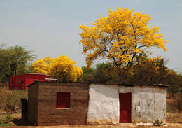 صورة Handroanthus chrysanthus (Jacq.) S. O. Grose