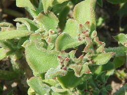 Image of common iceplant