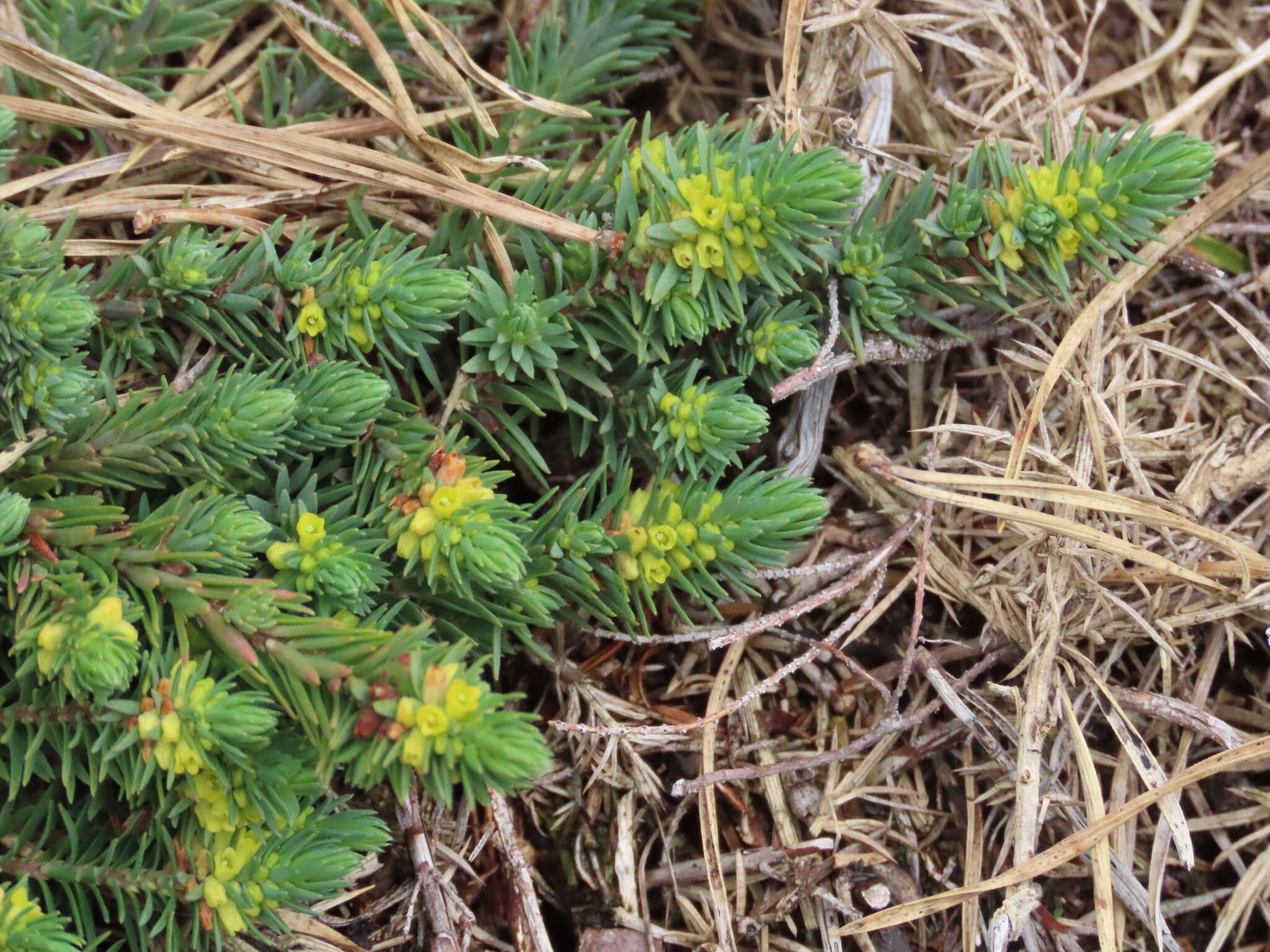 Imagem de Thymelaea coridifolia subsp. dendrobryum (Rothm.) M. Laínz